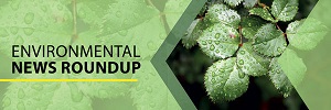 Environmental News Roundup: COP26 Edition.