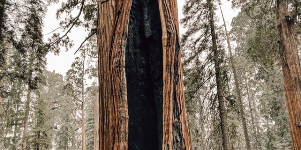 A Giant Sequoia Tree in the middle of a forest