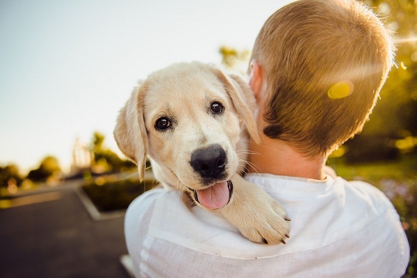 Puppy being carried by his owner - in 2020-21 12 million dogs in UK homes - increase in dog ownership since lockdown