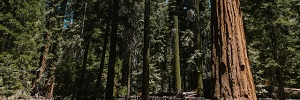 Glasdon Grows with The Sequoia Project